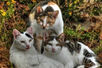 十大国产宠物猫盘点 中国宠物猫品种有哪些 中国本土猫品种介绍