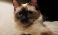 除了布偶猫,还都有什么种类?