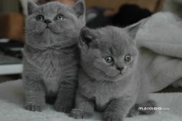 世界十大最适合家养的猫 最容易养的猫 哪些猫咪最适合在家养