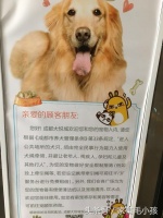 40种常见狗狗品种的中英文对照表,看看有没有你家的