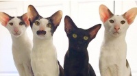 宠物猫种类大全(宠物猫常见品种)