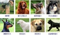 宠物犬有哪些品种(178种狗狗种类图片)