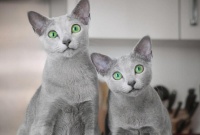 宠物猫品种大全介绍(宠物猫种类大全)