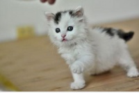 宠物猫品种大全