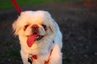 【超小型犬】适合家养的小型犬有哪些 便宜好养的小型犬