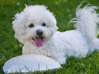 宠物犬类品种大全