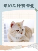 猫的品种有哪些