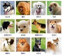 178个宠物狗品种图片大全,宠物狗品种大全