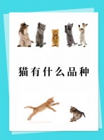 猫有什么品种