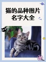 猫的品种图片名字大全