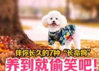网评好养寿命长的7种狗狗