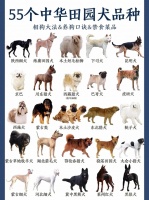 55个中华田园犬品种,你喜欢哪一个