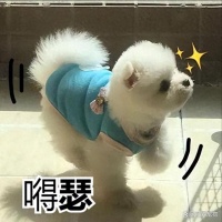 别怪我没告诉你!公认值得饲养的“小型犬”,这6种,乖巧好养活
