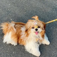 西施犬