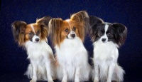 法国本土犬种,你都认识哪些呢?