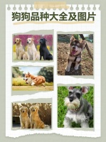 狗狗品种大全及图片