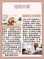 宠物总类介绍
