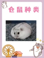仓鼠种类