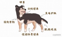 不同宠物类型的喂养指南