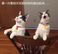 主人们分享自家宠物的各种第一次经历