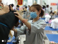 派多格学员分享宠物美容学习方法 认真自律复习练习