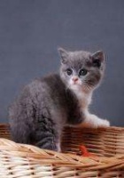 养宠知识:新手怎么养好小猫咪呢?