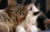 养宠新手:萌宠小猫咪喂养指南、日常饮食介绍