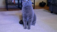 新手养猫千万要重视的小常识蓝猫 评论区看看你们的猫 猫咪 科学养宠攻略 宠物知识