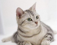 还不知道怎么养宠物猫?新手上路,看看这些注意事项吧