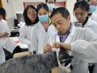 【科技日报】给猫狗把脉、针灸,这所医院用中医守护宠物健康