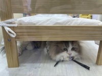 给猫猫狗狗看病平均单次要花2000多!养宠成本怎么缓解?国内首度试水慢病宠物健康管理产品,患病的“毛孩子”也能买保险了