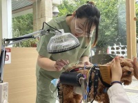 给猫狗“扎针”、喝中药,宠物也开始看中医了!