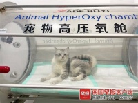 针灸理疗、高压氧舱、核酸检测……给小动物治病的这些方法你见过吗?丨世界兽医日
