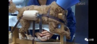 宠物也能用针灸、中药治病?杭州这家医院一个月接诊了100多例“疑难杂症”