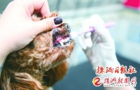 无证行医、打假疫苗、过度医疗……宠物医院这些套路你中招了吗?