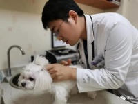 治我猫病，救我狗命？宠物医生的“必修课”不止这些