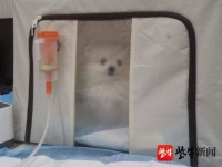 猫狗治病也分科，还能做彩超和CT，“铲屎官”们“宠”出了一个千亿产业