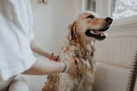 1亿猫猫狗狗的“洗剪吹”生意