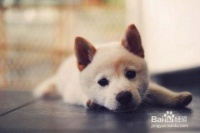 狗狗美容的基本流程