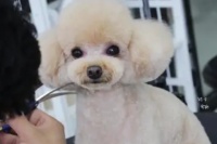 宠物美容分为( )和( ) 两种形式