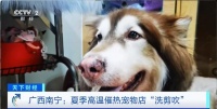 高温催热宠物店“洗剪吹”，萌宠换上清凉新“发型”！宠物医师提醒→