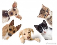 猫咪狗狗能买保险吗?选宠物保险我们应该注意什么?