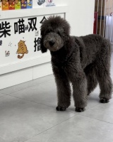 买一份货真价实的宠物保险为啥这么难？