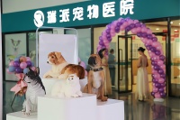 创业开宠物医院，专业团队带你飞！