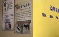 我花几百元，带宠物看了回中医