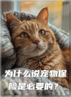 为何宠物保险是每个宠物主人都应考虑的投资