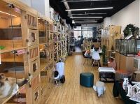 了解宠物洗澡美容店的优势,让你的创业之路更加光明!