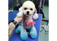 宠物美容都包括哪些项目？
