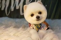 不看错亿！超实用宠物美容师常见疑惑解答帖