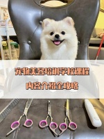 宠物美容新手必知｜宠物美容课程攻略